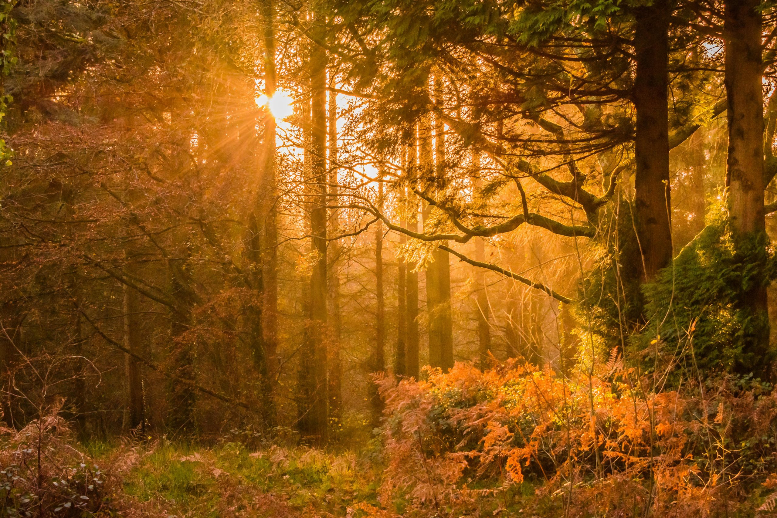 The Charms of Staying in a Forest Lodge in Autumn